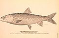 Salvelinus namaycush