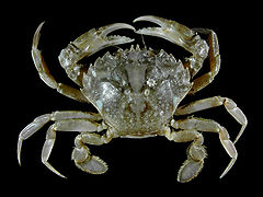 Liocarcinus vernalis, un arthropode