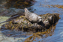Tuleň s malým, leč oplácaným tělem leží na malinkatém skalisku pokrytém mořskými řasami