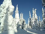 Snow-covered fir trees