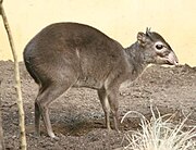 Brown bovid