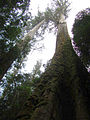 Image 3Eucalyptus regnans forest in Tasmania, Australia (from Old-growth forest)