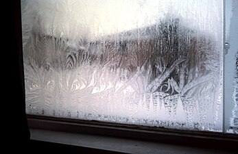 Fern frost on a window