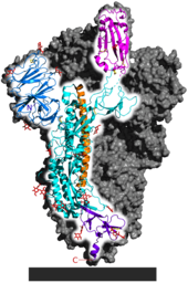 SARS-CoV-2 spike homotrimer focusing upon one protein subunit with an ACE2 binding domain highlighted