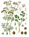 Coriandrum sativum L.