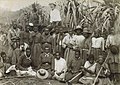 Image 17Kanaka workers in a sugar cane plantation, late 19th century (from Queensland)