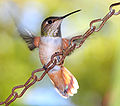 Juvenile male or female