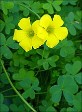 חמציץ נטוי Oxalis pes-caprae ‏