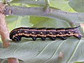 Larva de Agrius cingulata alimentándose de hojas de Nicotiana glauca