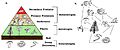 Image 3a) A trophic pyramid showing the different trophic levels in a community. b) A food web of the same community (from Community (ecology))