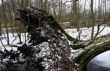 Tree uprooted in storm