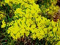 Acacia fimbriata Kebun Raya Nasional Australia, Canberra