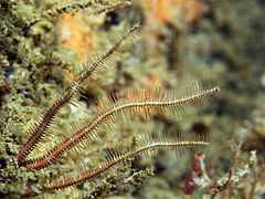 Ophiopsila aranea, une Ophiopsilidae