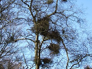 With witch's broom caused by fungus Taphrina betulina