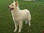 Berger Blanc Suisse