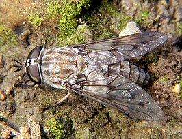 Tabanus