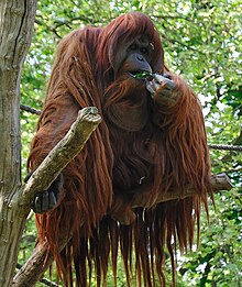 Krmící se orangutan na větvi