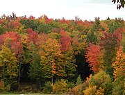 Typical fall foliage in red maple country, in the Adirondack Mountains of Upstate New York