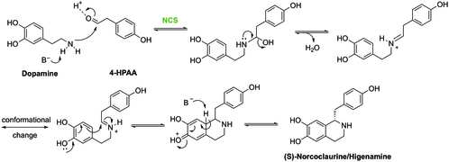 Synthesis of (S)-Higenamine by NCS and its mechanism.