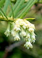 Lajin Cephalotaxus sinensis hedekukintoja.