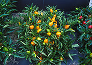 Pianta completa di peperoncini arancione