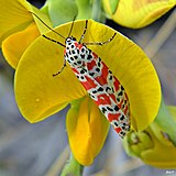 Mariposa-tigre (Utetheisa ornatrix)