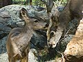 Doe and her fawn in the Hualapai Mountains