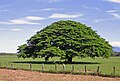 Guanacaste-Baum (Enterolobium cyclocarpum)