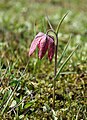 Fritillaria meleagris, by Yerpo