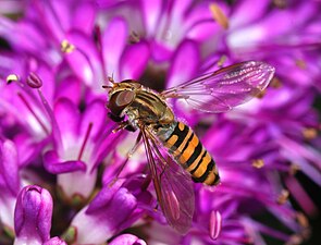 Les syrphes (ici Episyrphus balteatus) sont des mouches mimétiques des guêpes, et inoffensives.