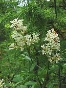 plante à pétales blancs