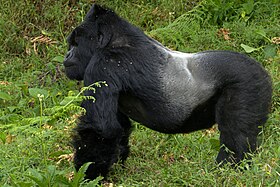 Gorila-do-oriente macho (Gorilla beringei)