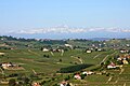 Vinogradi v hribih Montferrat, z Monvisom v ozadju.