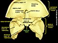 Partie basilaire de l'os occipital