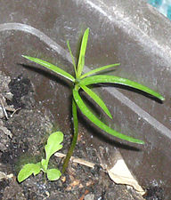 Frösådd planta Några veckor gammal