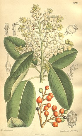 Arbutus menziesii