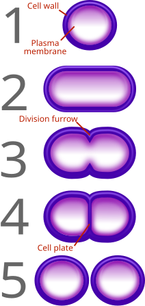 In the absence of β-lactam antibiotics (left), the cell wall plays an important role in bacterial reproduction. Bacteria attempting to grow and divide in the presence of β-lactam antibiotics (right) fail to do so, and instead shed their cell walls, forming osmotically fragile spheroplasts.[12]