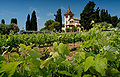 Penedès vines