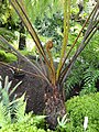 Cyathea dregeiヘゴ属 茎の先端と葉の基部