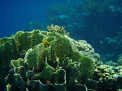 Millepora platyphylla, un « corail de feu »