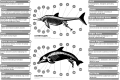 Image 34Dolphins (aquatic mammals) and ichthyosaurs (extinct marine reptiles) share a number of unique adaptations for fully aquatic lifestyle and are frequently used as extreme examples of convergent evolution (from Evolution of cetaceans)