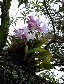 Orchid in Soatá