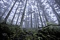 Image 1Virgin forest about 2,500 m (8,200 ft) above sea level in Shennongjia Forestry District, Hubei, China (from Old-growth forest)