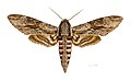 Agrius convolvuli (Sfinge del convolvolo) (Sphinginae)