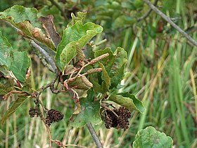 Alnus glutinosa