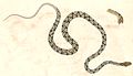 arrowback tree snake