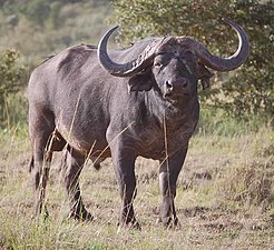 Afrikar bufaloa.