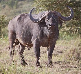 Búfalo-africano, bovino do gênero Syncerus