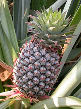 Ananas