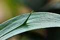 Phylloclade/cladode of Ruscus sp. showing the spine formed by the stem axis